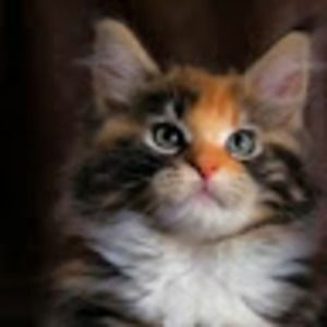 Meet your Posher, Ingrid